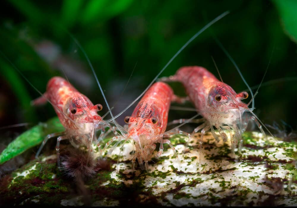 самцы креветки